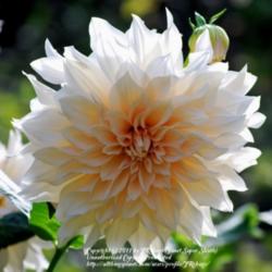 Location: My garden near Lincoln UK
Date: 2008-09-19
A beautiful creamy white with a hint of  'white coffe' and pink, 