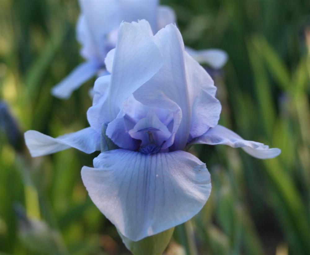 Photo of Border Bearded Iris (Iris 'Blackbeard') uploaded by KentPfeiffer
