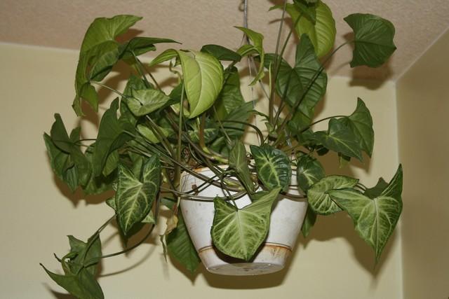 Photo of Arrowhead Plant (Syngonium podophyllum) uploaded by gingin