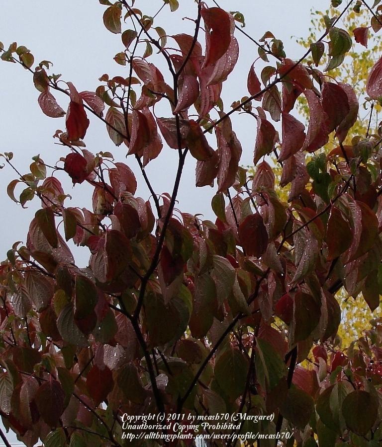 Photo of Pagoda Dogwood (Cornus alternifolia) uploaded by mcash70