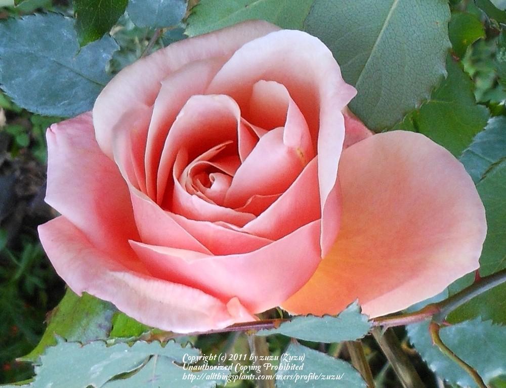 Photo of Rose (Rosa 'Princess Margaret Rose') uploaded by zuzu