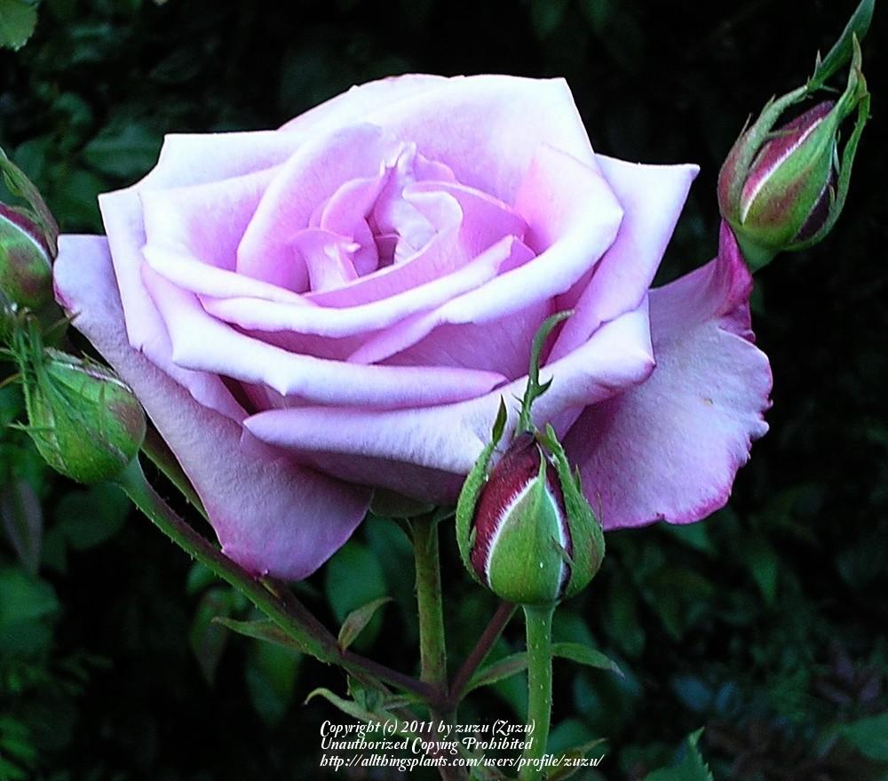 Photo of Rose (Rosa 'Fragrant Plum') uploaded by zuzu
