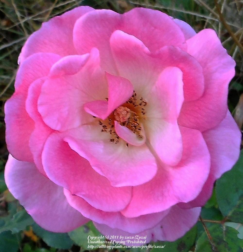 Photo of Rose (Rosa 'Sunny South') uploaded by zuzu
