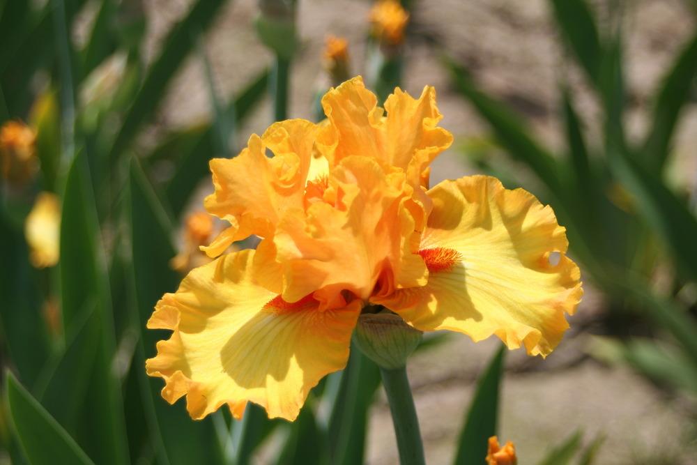 Photo of Tall Bearded Iris (Iris 'Crackling Caldera') uploaded by ARUBA1334