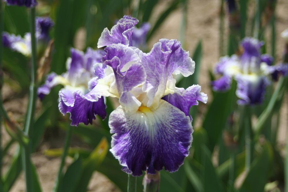 Photo of Tall Bearded Iris (Iris 'Moonlit Water') uploaded by ARUBA1334