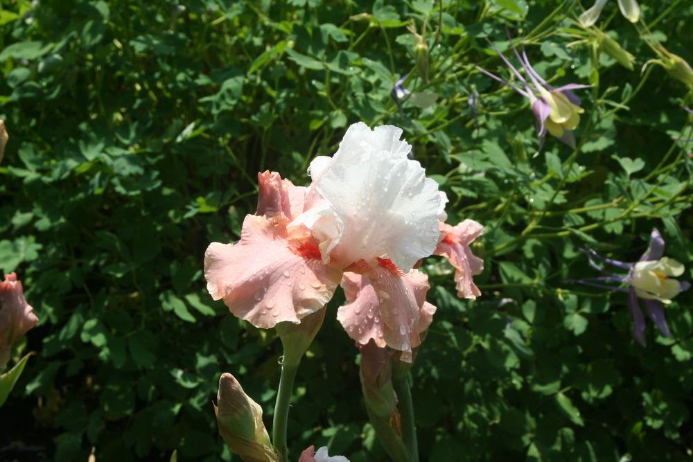 Photo of Tall Bearded Iris (Iris 'Sugar Magnolia') uploaded by ARUBA1334
