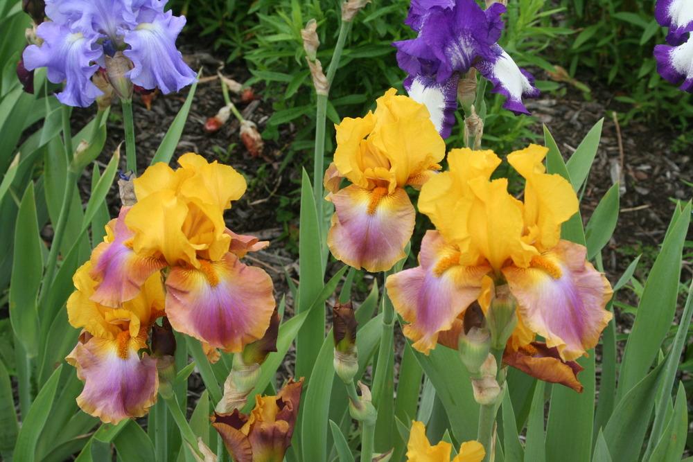 Photo of Tall Bearded Iris (Iris 'Megabucks') uploaded by ARUBA1334