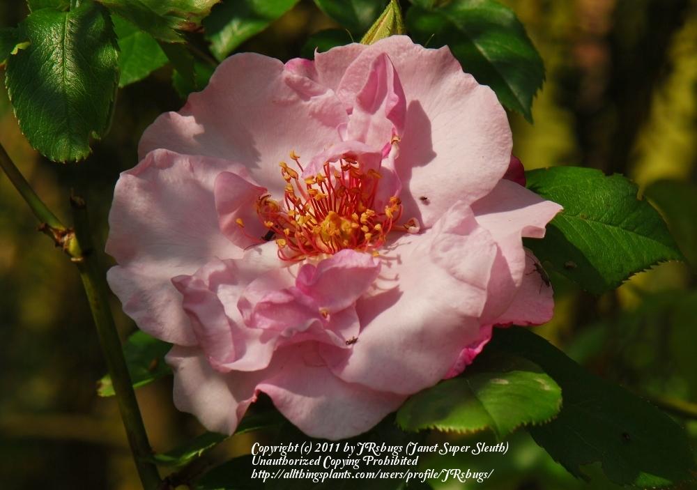 Photo of Rose (Rosa 'Odyssey') uploaded by JRsbugs