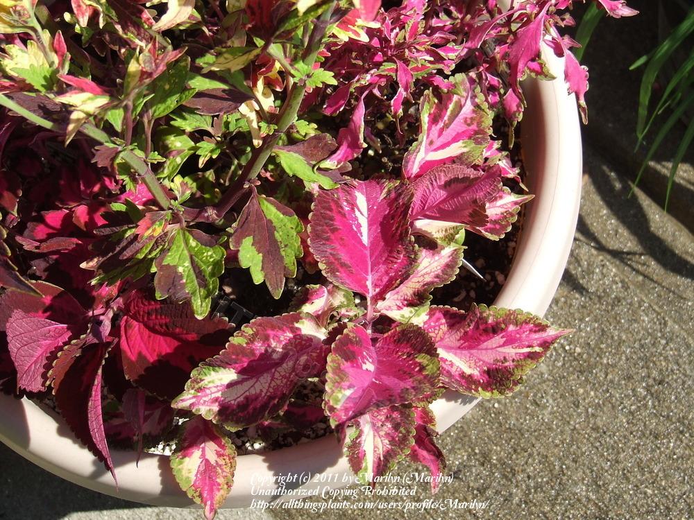 Photo of Coleus (Coleus scutellarioides 'Christmas Candy') uploaded by Marilyn