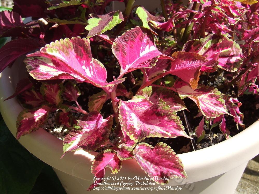 Photo of Coleus (Coleus scutellarioides 'Christmas Candy') uploaded by Marilyn