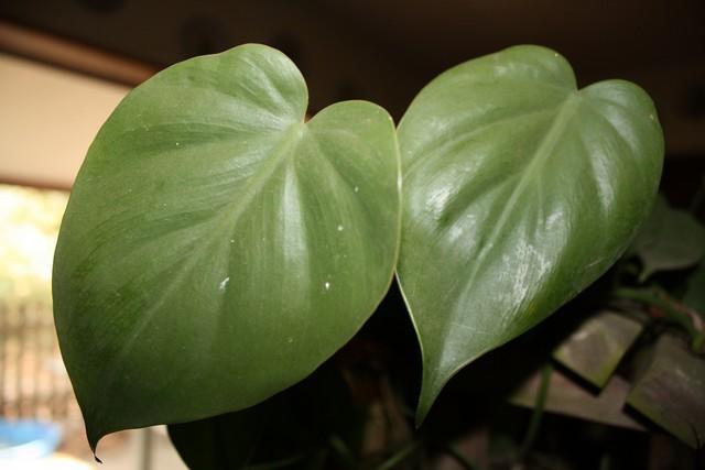 Photo of Heart Leaf Philodendron (Philodendron hederaceum var. oxycardium) uploaded by gingin