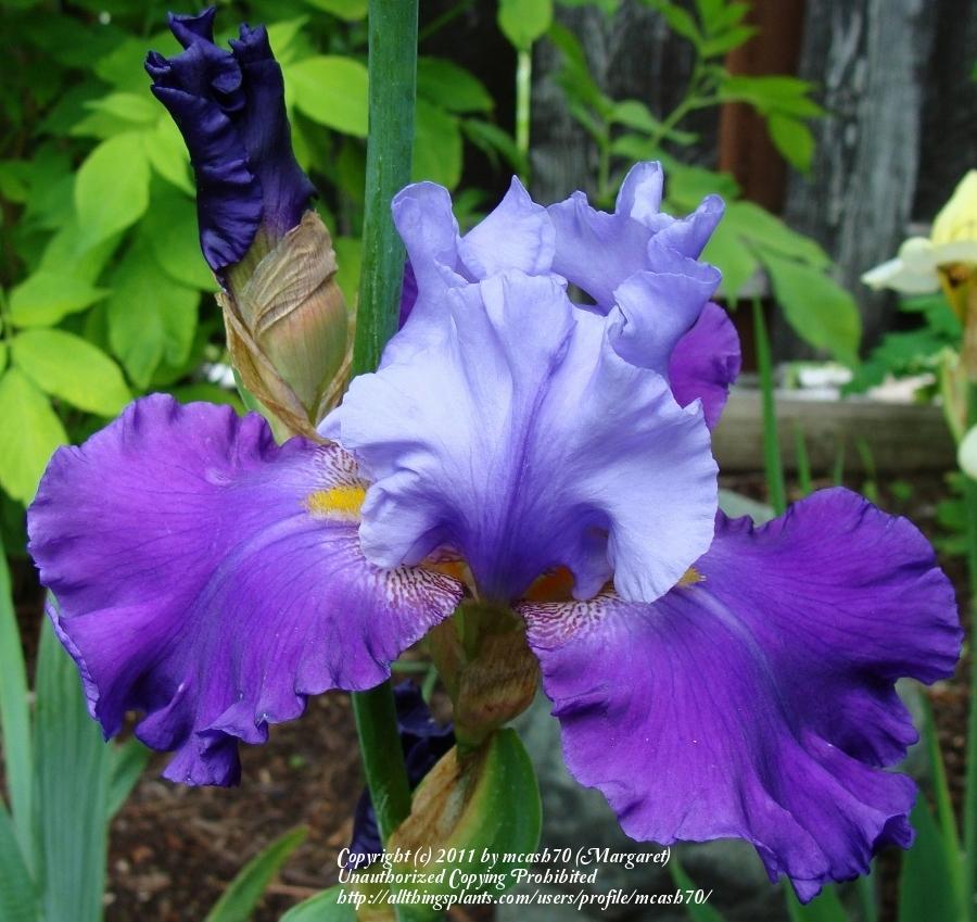 Photo of Tall Bearded Iris (Iris 'Congratulations') uploaded by mcash70