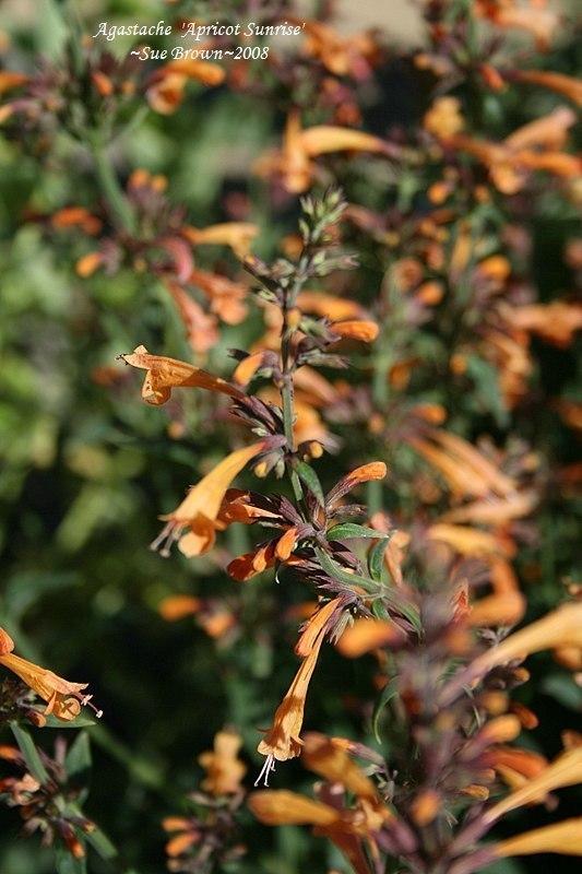 Photo of Giant Hyssop (Agastache 'Apricot Sunrise') uploaded by Calif_Sue