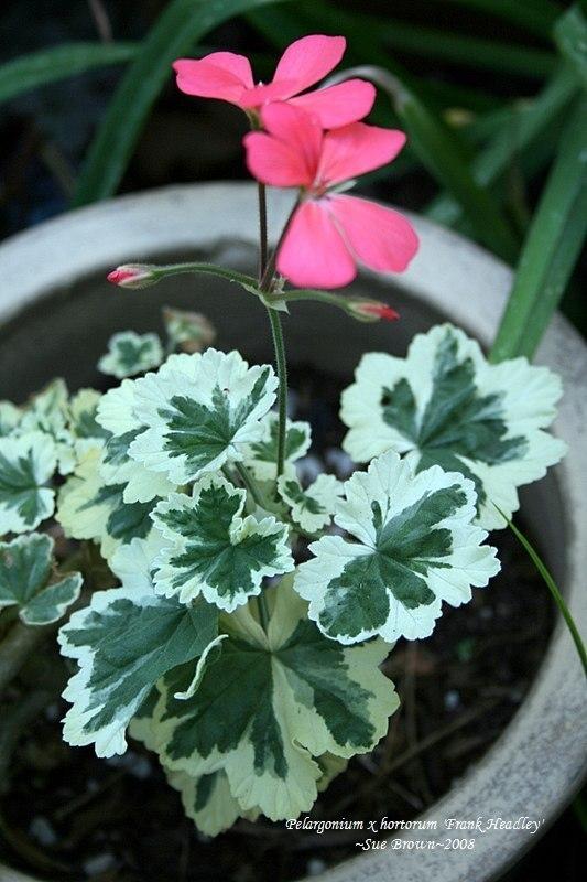 Photo of Zonal Geranium (Pelargonium x hortorum 'Frank Headley') uploaded by Calif_Sue