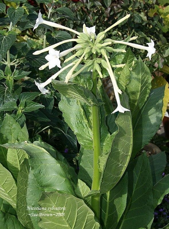 Photo of Woodland Tobacco (Nicotiana sylvestris) uploaded by Calif_Sue