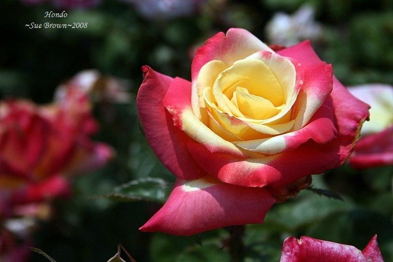 Photo of Rose (Rosa 'Hondo') uploaded by Calif_Sue