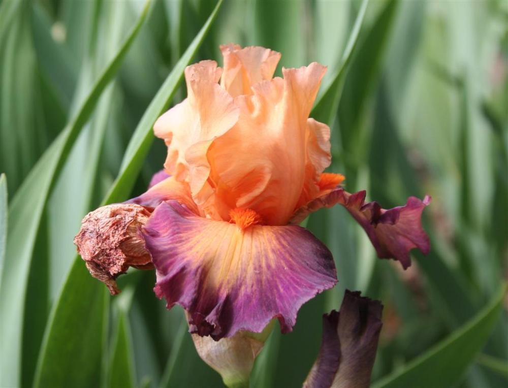 Photo of Tall Bearded Iris (Iris 'Brazilian Art') uploaded by KentPfeiffer