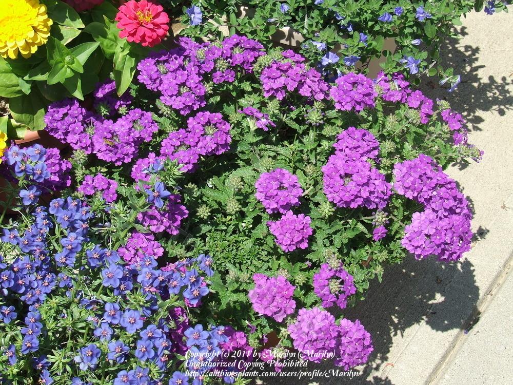 Photo of Rose Vervain (Verbena canadensis) uploaded by Marilyn