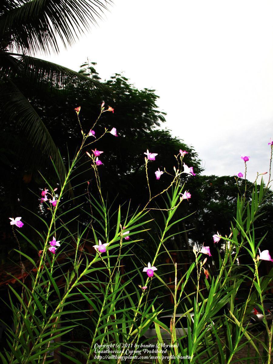 Photo of Bamboo Orchid (Arundina graminifolia) uploaded by bonitin