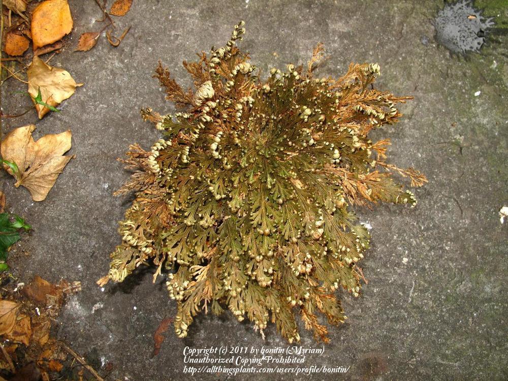Photo of Resurrection Plant (Selaginella lepidophylla) uploaded by bonitin