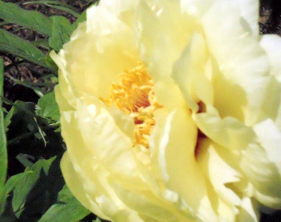 Photo of Tree Peony (Paeonia 'High Noon') uploaded by ge1836