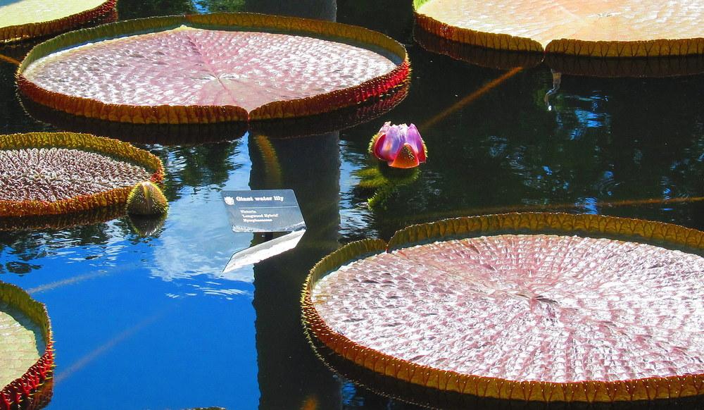 Photo of Giant Water Lily (Victoria 'Longwood Hybrid') uploaded by jmorth