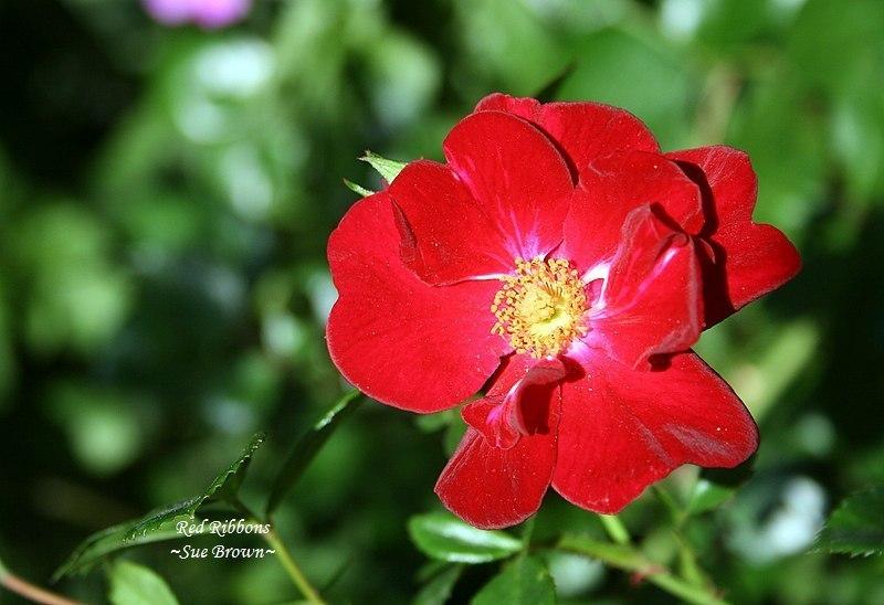 Photo of Rose (Rosa 'Red Ribbons') uploaded by Calif_Sue