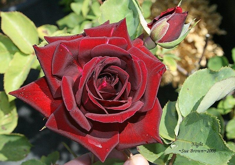 Photo of Rose (Rosa 'Night') uploaded by Calif_Sue