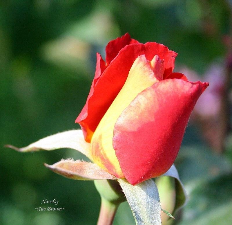 Photo of Rose (Rosa 'Novelty') uploaded by Calif_Sue