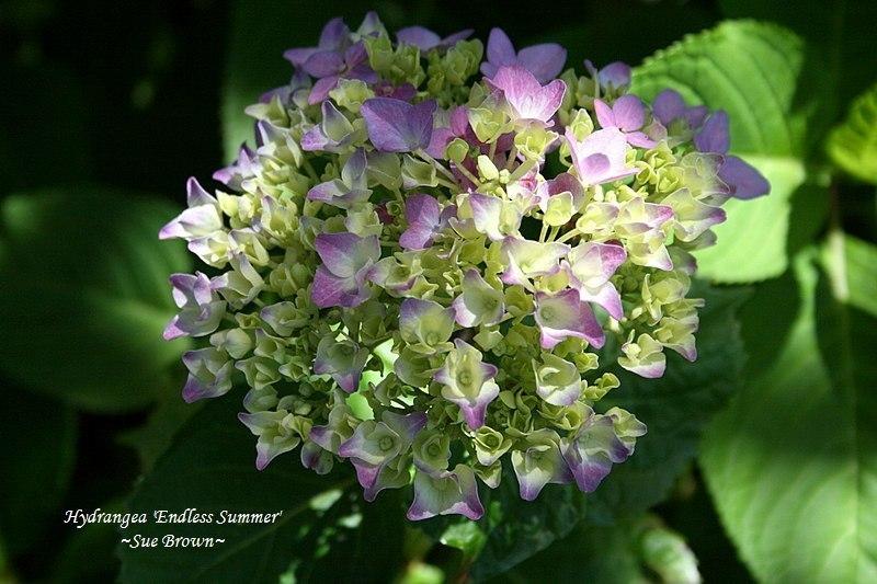 Photo of Bigleaf Hydrangea (Hydrangea macrophylla Endless Summer® The Original) uploaded by Calif_Sue