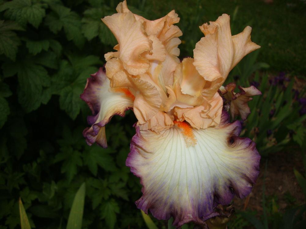 Photo of Tall Bearded Iris (Iris 'Be Original') uploaded by Paul2032