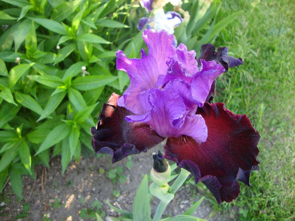 Photo of Tall Bearded Iris (Iris 'Italian Velvet') uploaded by Paul2032