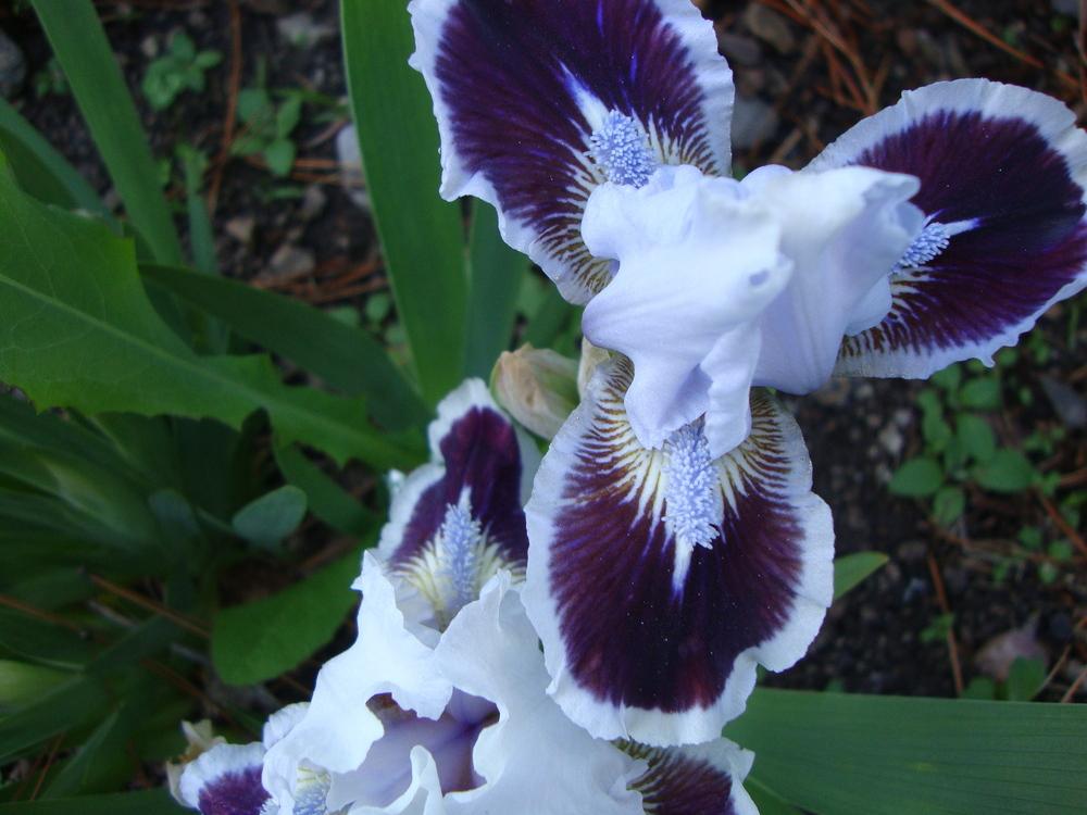 Photo of Standard Dwarf Bearded Iris (Iris 'Puddy Tat') uploaded by Paul2032