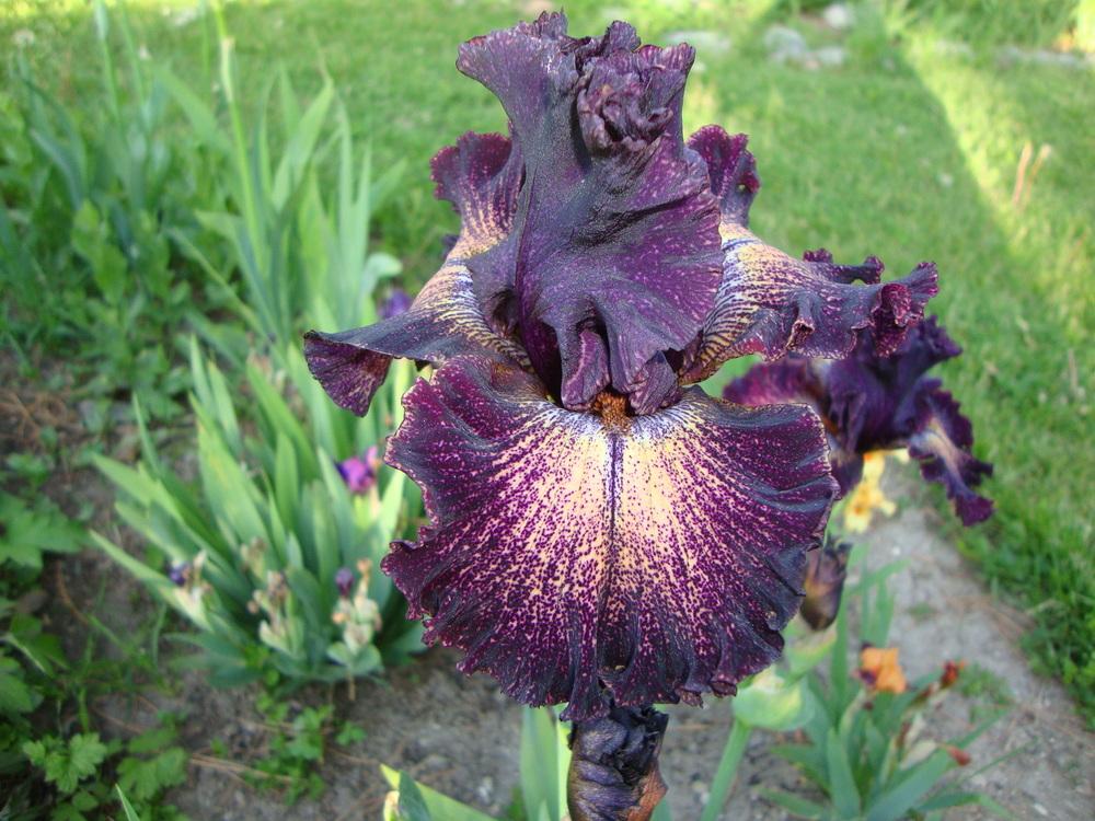 Photo of Tall Bearded Iris (Iris 'Dark Drama') uploaded by Paul2032
