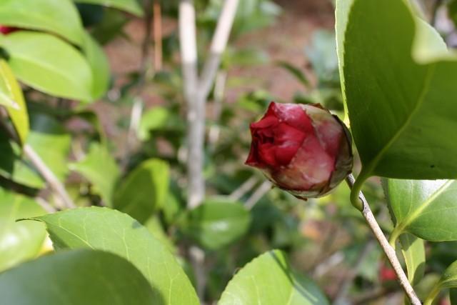 Photo of Japanese Camellia (Camellia japonica 'Professor Charles S. Sargent') uploaded by gingin