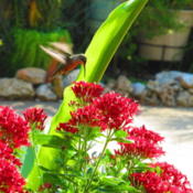 w/ Hummingbird