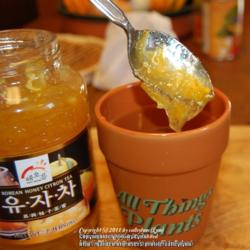 Location: Pacific Northwest, zone 8
Date: Dec 13, 2011
Citron Tea, a Korean product made like marmalade, with honey. A t