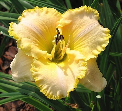 Photo of Daylily (Hemerocallis 'Total Look') uploaded by vic