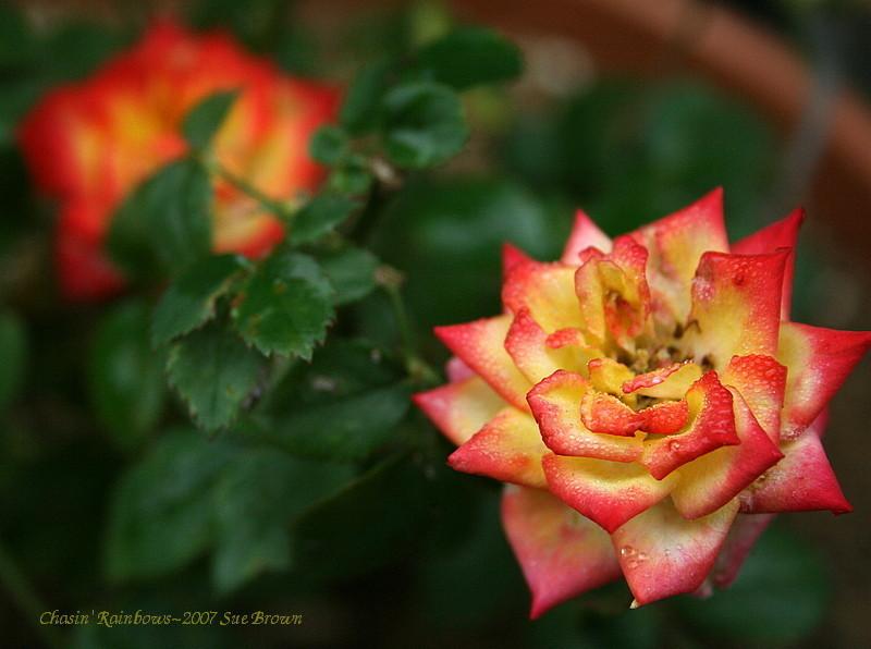 Photo of Rose (Rosa 'Pieces of Eight') uploaded by Calif_Sue