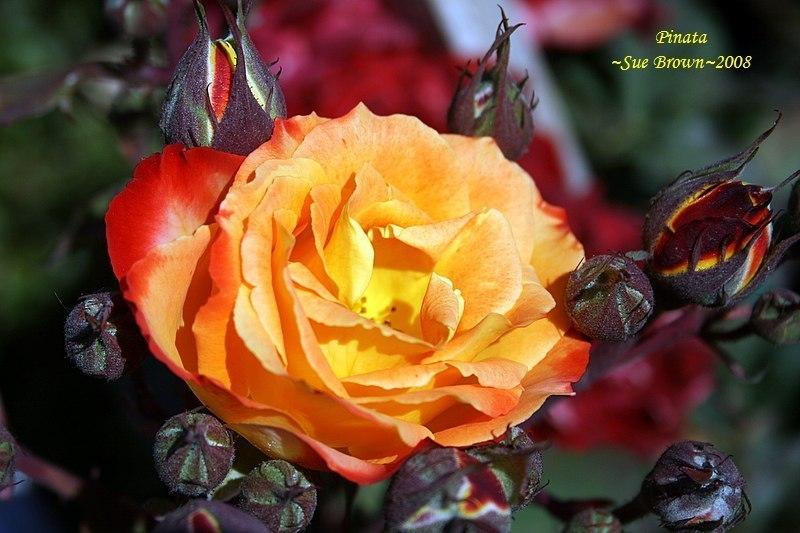 Photo of Rose (Rosa 'Pinata') uploaded by Calif_Sue