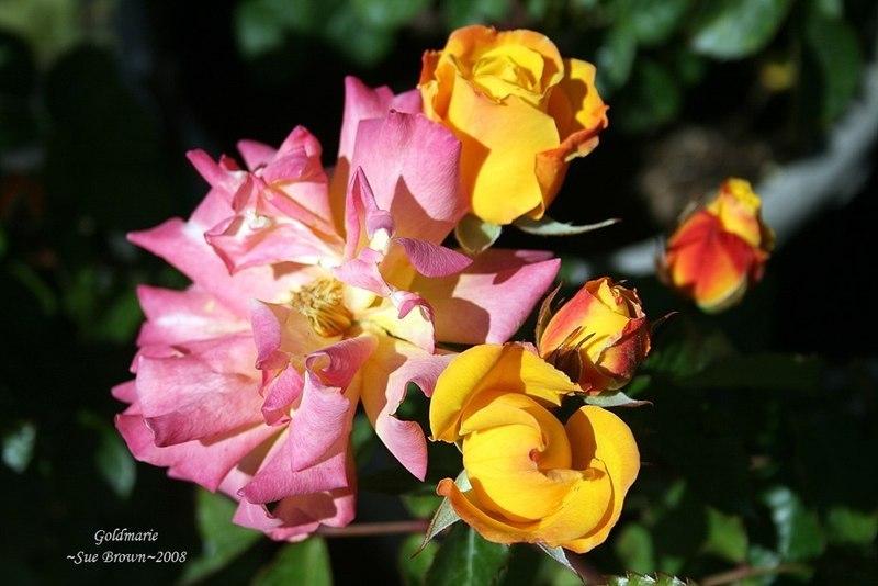 Photo of Rose (Rosa 'Goldmarie') uploaded by Calif_Sue