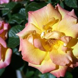 Location: San Jose Heritage Rose Garden
Date: 2008-05-28