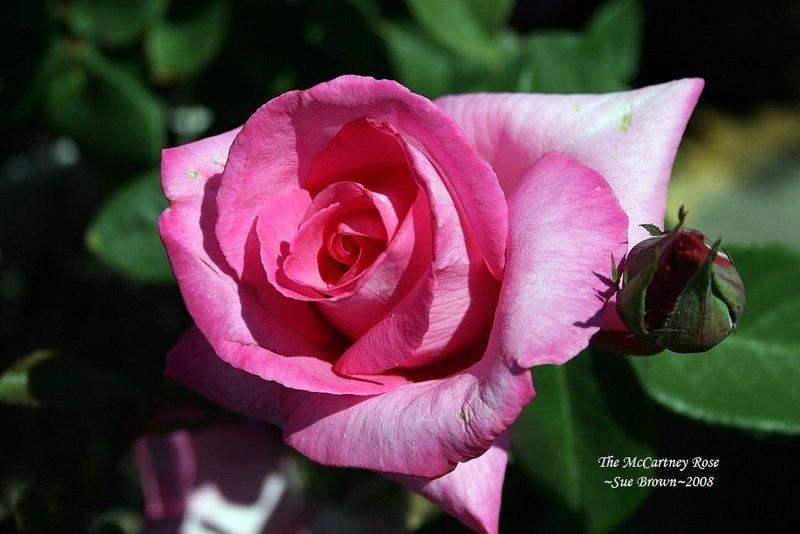 Photo of Rose (Rosa 'The McCartney Rose') uploaded by Calif_Sue