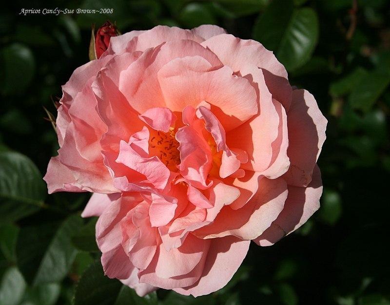 Photo of Rose (Rosa 'Apricot Candy') uploaded by Calif_Sue
