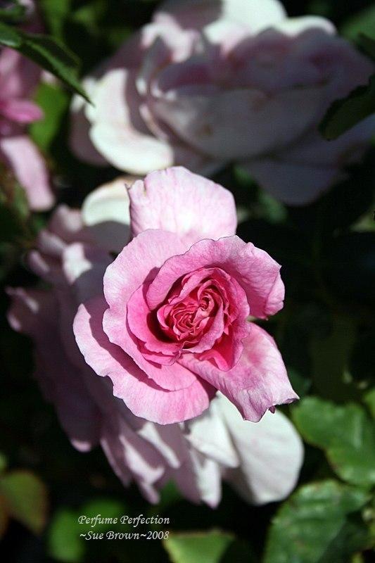 Photo of Rose (Rosa 'Cotillion') uploaded by Calif_Sue