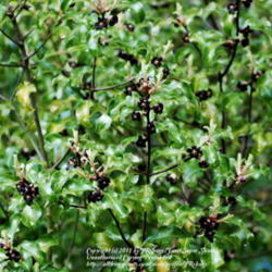 Location: My garden near Lincoln UK
Date: 2008-04-30
It has an upright habit and dark stems.