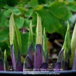Location: My garden near Lincoln UK
Date: 2008-04-26
Emerging leaves!