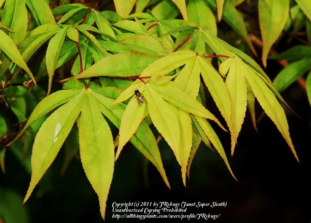 Photo of Japanese Maple (Acer palmatum var. amoenum 'O Sakazuki') uploaded by JRsbugs