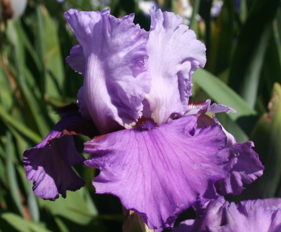 Photo of Tall Bearded Iris (Iris 'Chocolates and Silk') uploaded by KentPfeiffer