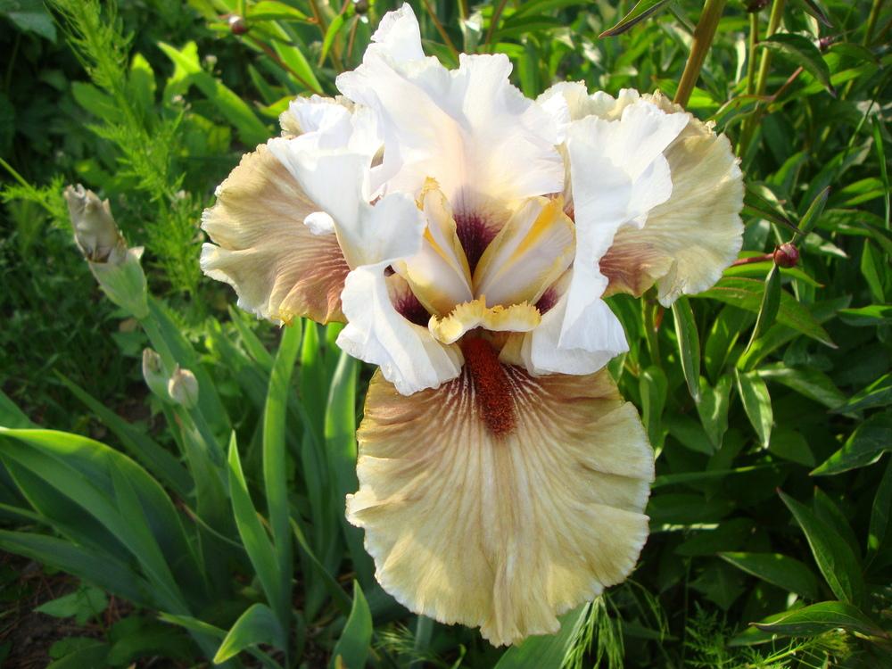 Photo of Tall Bearded Iris (Iris 'Guatemala') uploaded by Paul2032